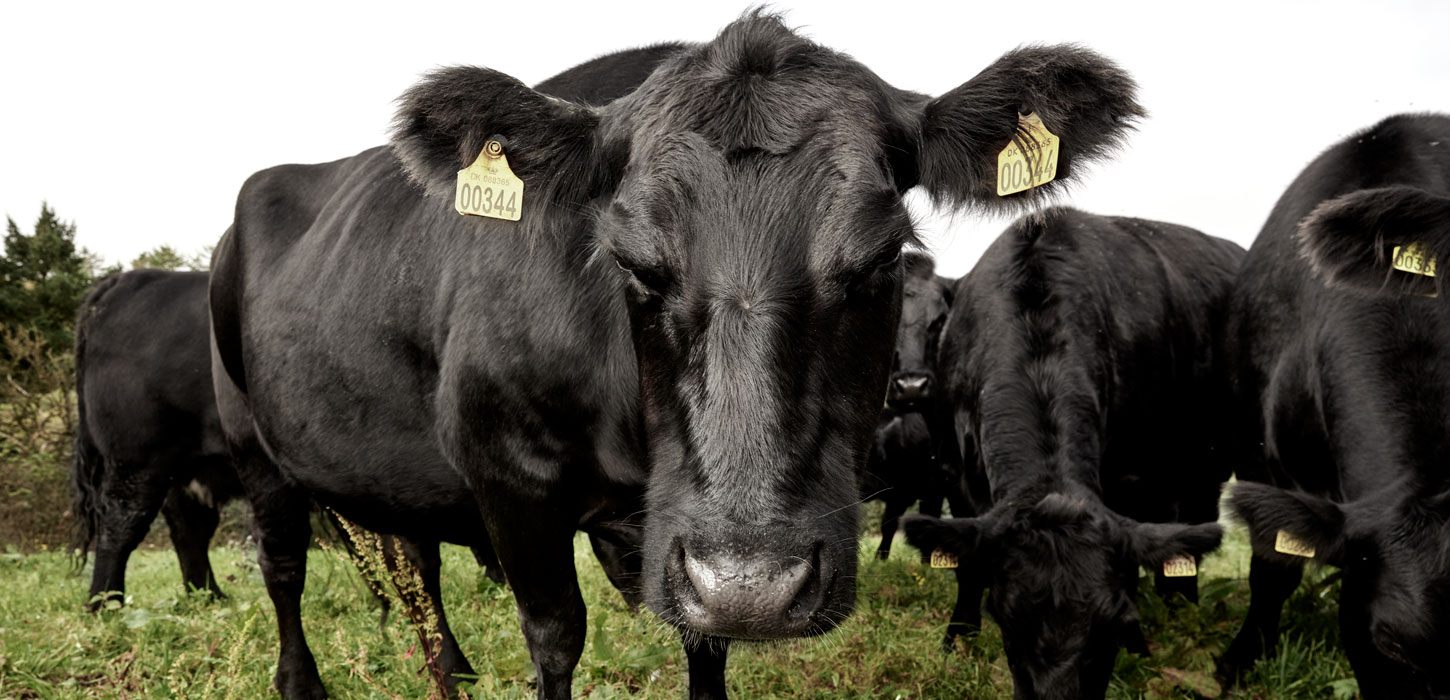 Cow by Borbjerg Moelle