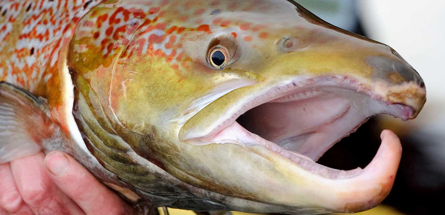 Skjern Å Lystfiskefestival