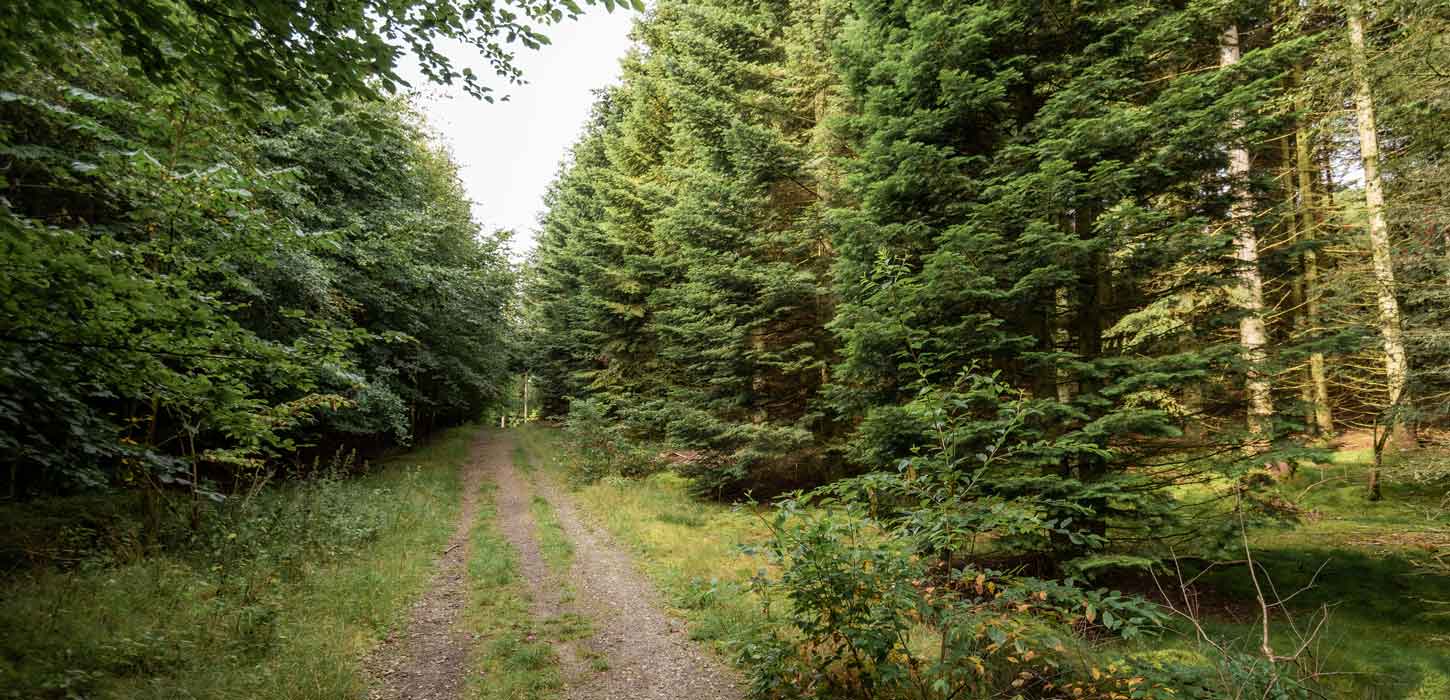 Hærvejen ved Nørre Snede